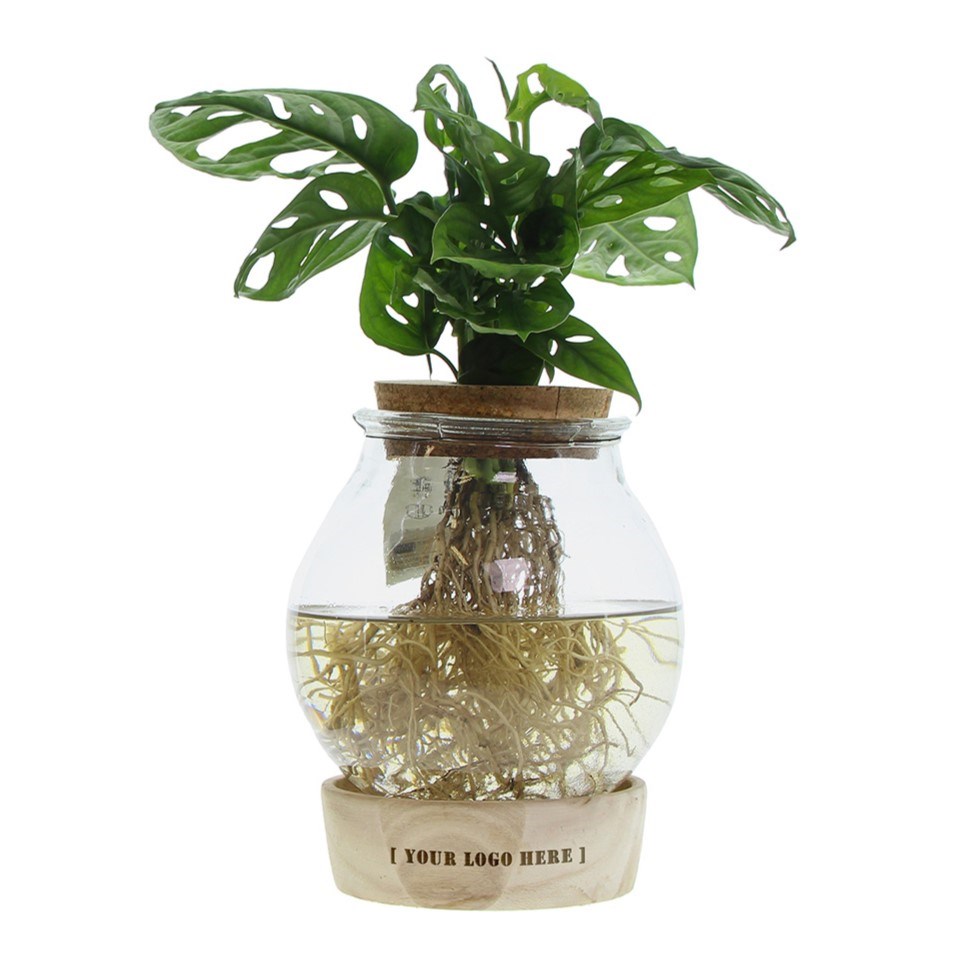 Hydroponic plant in bulb glass with LED light in giftbox