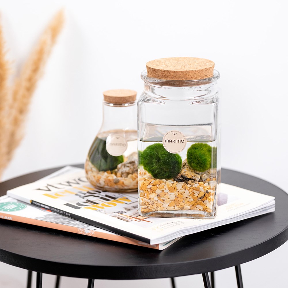 Marimo moss balls - bowl in giftbox