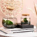 Marimo moss balls - bottle small in giftbox