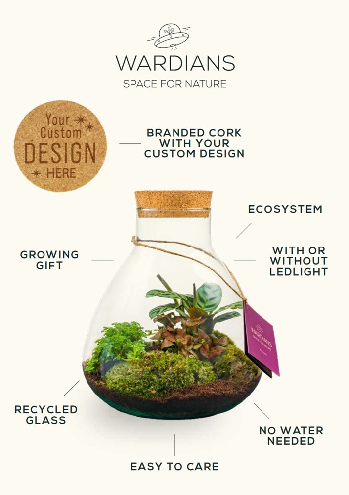 Plant terrarium bottle - ecosystem in giftbox