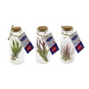 Airplants bottle