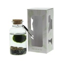 Marimo moss balls - bottle medium in giftbox