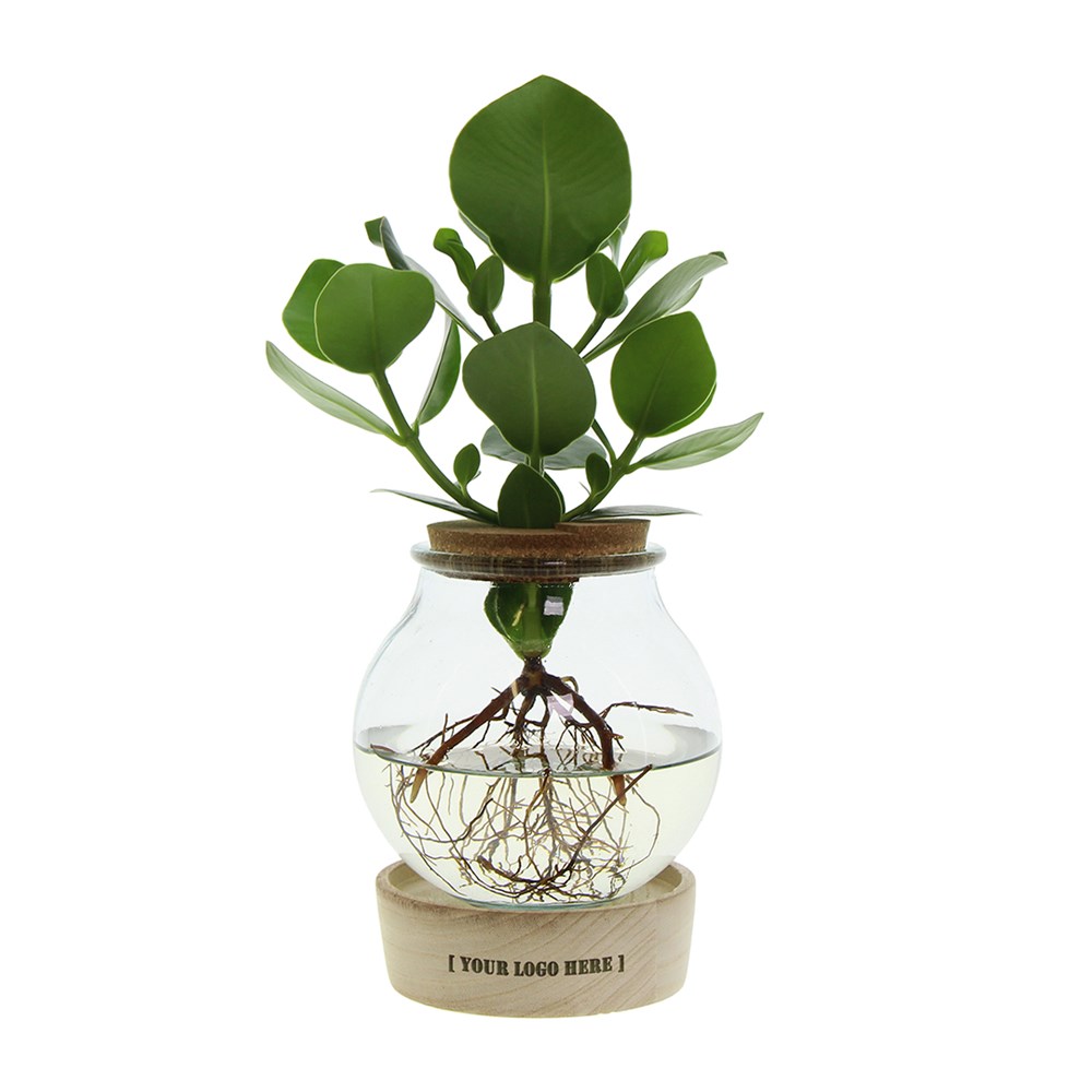 Hydroponic plant in bulb glass with LED light in giftbox