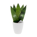 Message Printz® - Sansevieria in giftbox