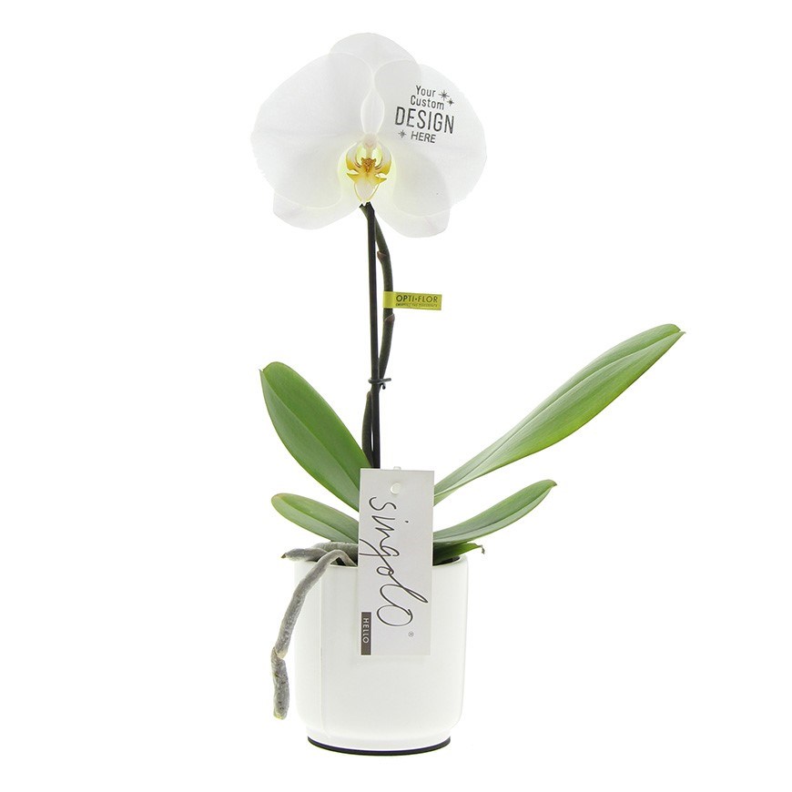 Message Printz® - Orchid in giftbox