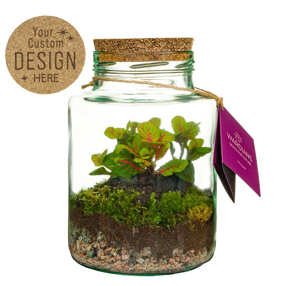 Planten terrarium fles - ecosysteem in giftbox