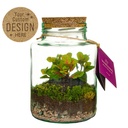 Planten terrarium fles - ecosysteem in giftbox