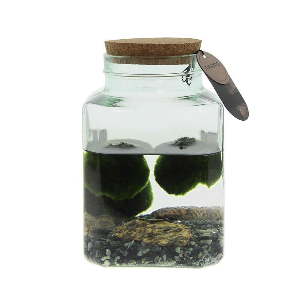 Marimo moss balls - octogoon in giftbox