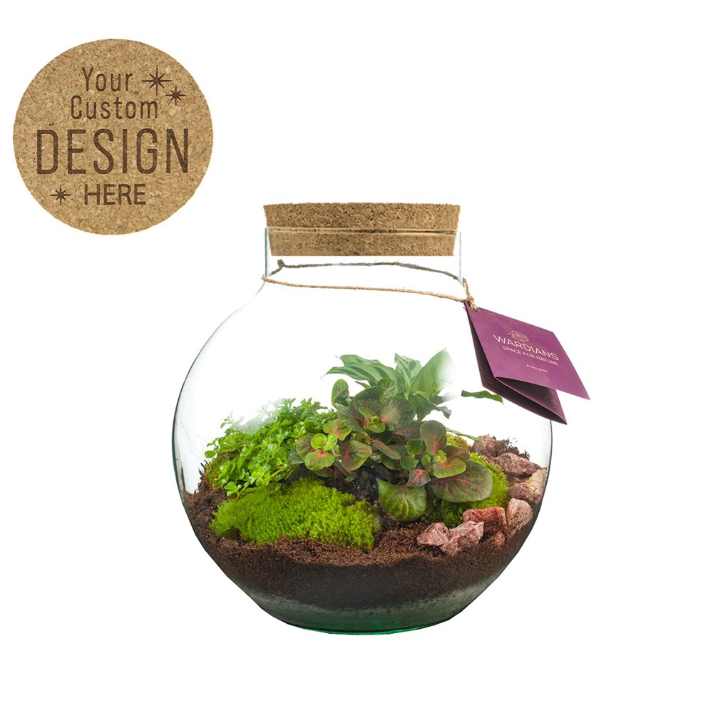 Planten terrarium bol - ecosysteem in giftbox