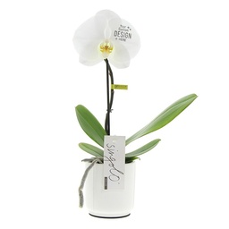[A168-MP-OR-GB] Message Printz® - Orchidee in giftbox