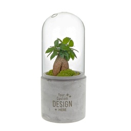 [A168-WD-SB-GB] Plant terrarium concrete - ecosystem in giftbox