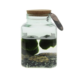 [A168-MA-OG-GB] Marimo moss balls - octogoon in giftbox