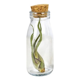 [A168-LP-LOVE] Airplants bottle